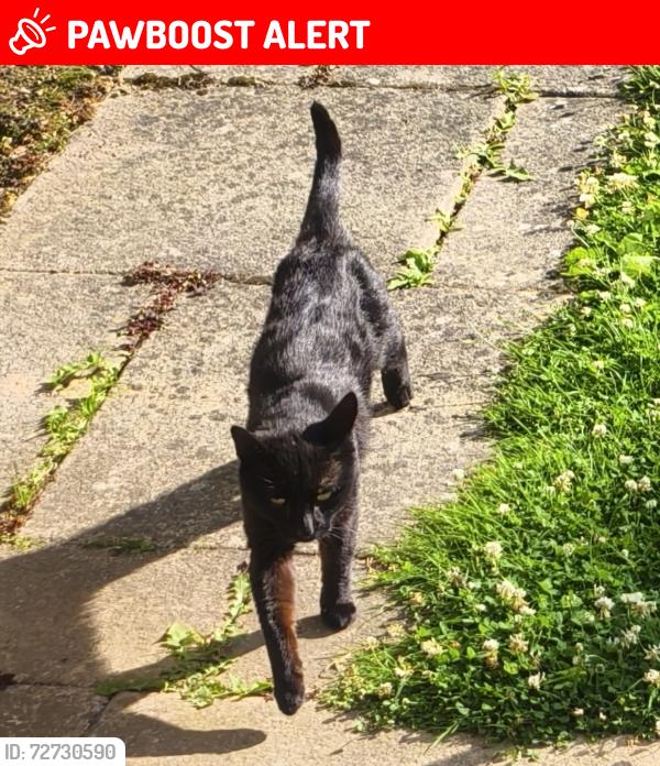 Lost Male Cat last seen Norwood Junction Station, Greater London, England SE25 5JR