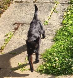 Lost Male Cat last seen Norwood Junction Station, Greater London, England SE25 5JR