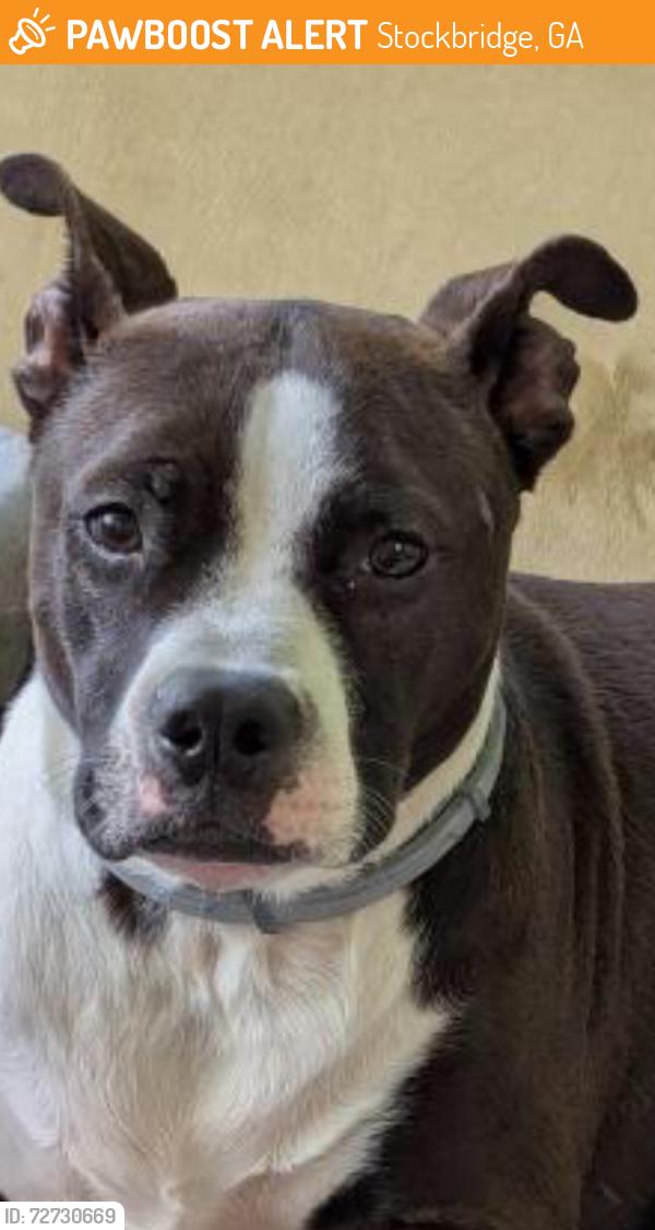 Found/Stray Male Dog last seen Near N Henry Blvd Stockbridge, GA  30281 United States, Stockbridge, GA 30281