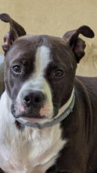 Found/Stray Male Dog last seen Near N Henry Blvd Stockbridge, GA  30281 United States, Stockbridge, GA 30281