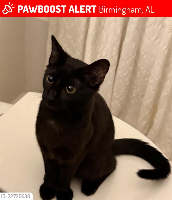 Lost Female Cat last seen Near Windsor Square, Hoover AL , Birmingham, AL 35242