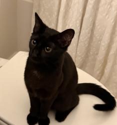Lost Female Cat last seen Near Windsor Square, Hoover AL , Birmingham, AL 35242
