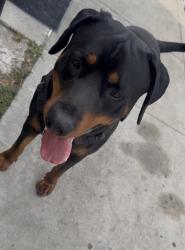 Found/Stray Male Dog last seen Harlan, Baldwin Park, CA 91706