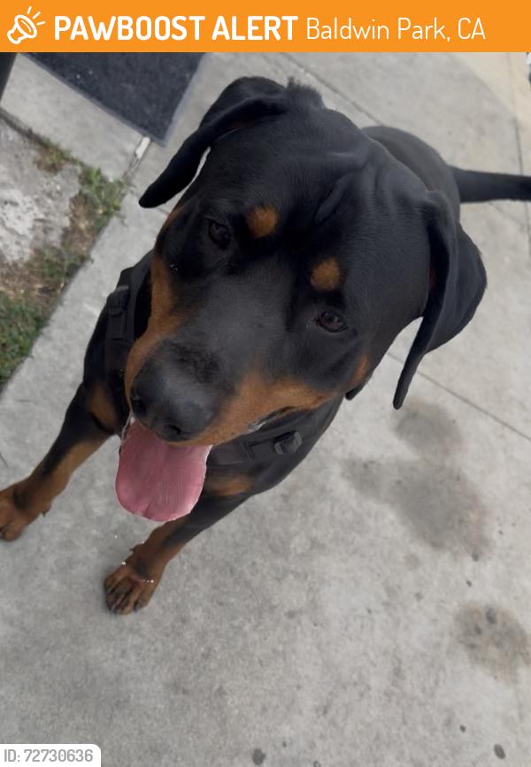 Found/Stray Male Dog last seen Harlan, Baldwin Park, CA 91706