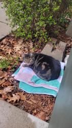 Found/Stray Unknown Cat last seen Patterson Alley & 17th Street, Eugene, OR 97401