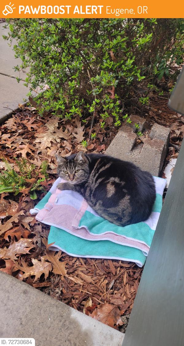 Found/Stray Unknown Cat last seen Patterson Alley & 17th Street, Eugene, OR 97401