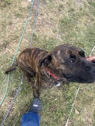 Found/Stray Female Dog last seen Granite hill & Lindsay, Riverside, CA 92509