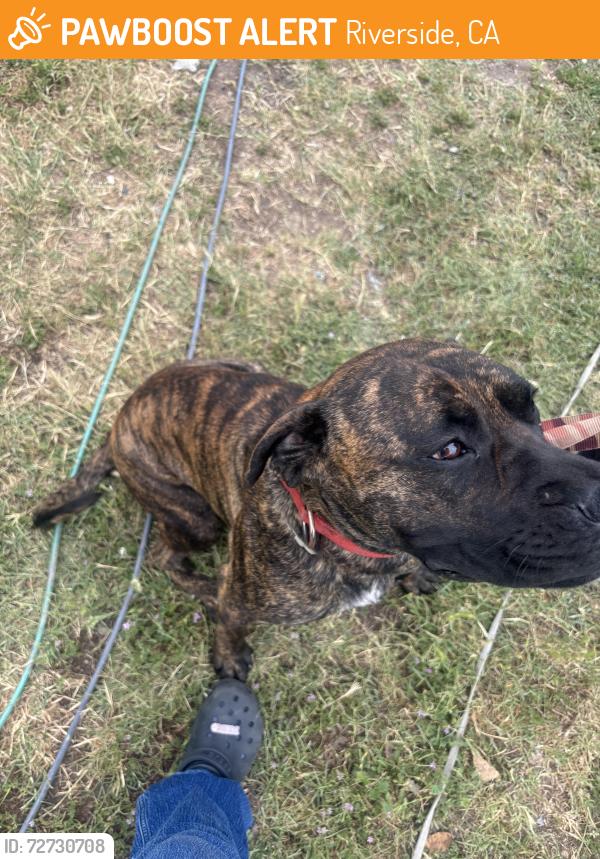 Found/Stray Female Dog last seen Granite hill & Lindsay, Riverside, CA 92509
