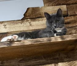 Lost Female Cat last seen Springhill Elementary school, Akron, OH 44312