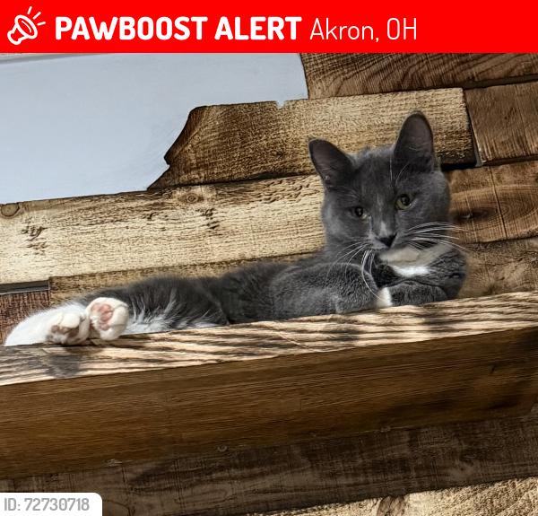 Lost Female Cat last seen Springhill Elementary school, Akron, OH 44312