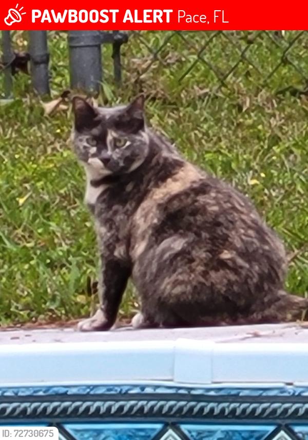 Lost Female Cat last seen Bradley Dr and Melvin Dr, Pace, FL 32571