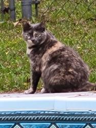 Lost Female Cat last seen Bradley Dr and Melvin Dr, Pace, FL 32571
