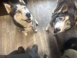Found/Stray Male Dog last seen 44th st and Stafford , Wyoming, MI 49548