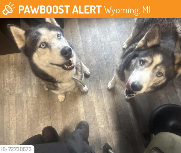 Found/Stray Male Dog last seen 44th st and Stafford , Wyoming, MI 49548
