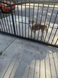 Found/Stray Unknown Dog last seen Marshal elementary , San Bernardino, CA 92405