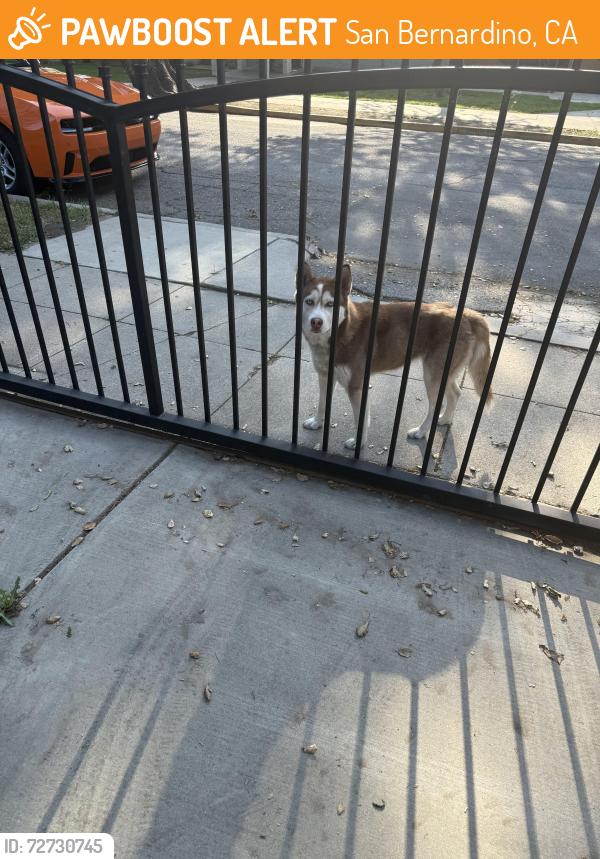 Found/Stray Unknown Dog last seen Marshal elementary , San Bernardino, CA 92405
