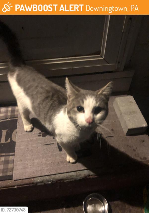 Found/Stray Male Cat last seen Church st, Downingtown, PA 19335