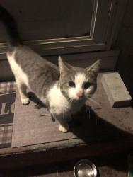 Found/Stray Male Cat last seen Church st, Downingtown, PA 19335