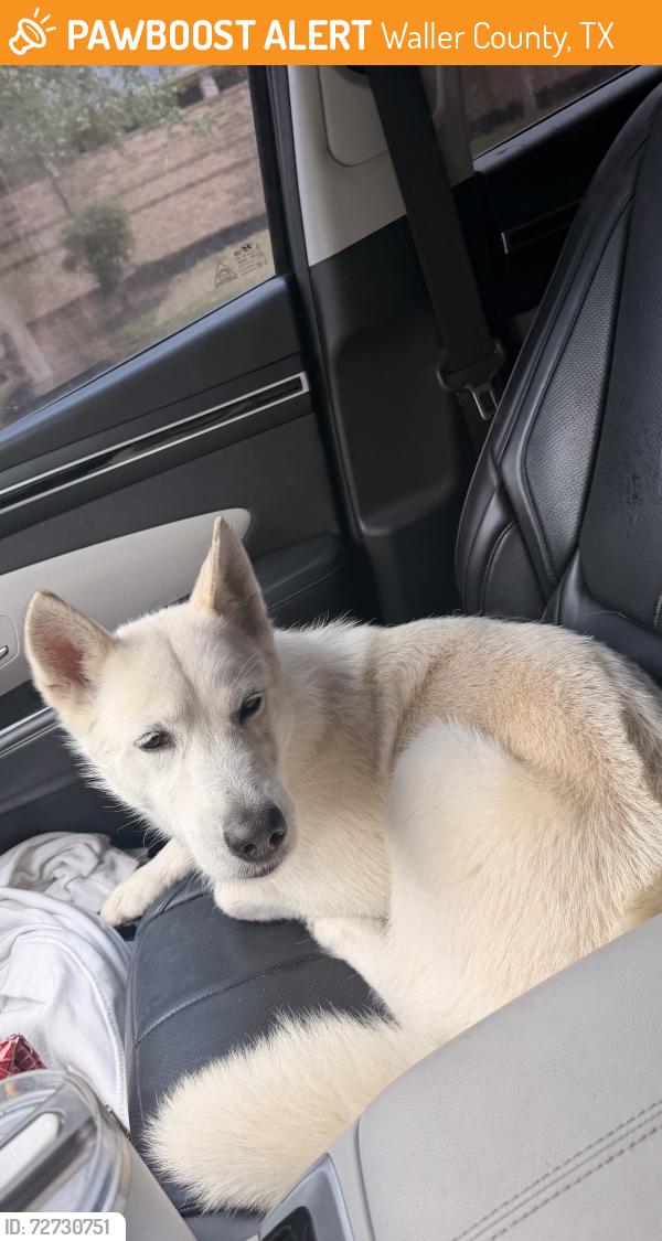 Found/Stray Female Dog last seen kingsland, Waller County, TX 77423