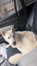 Found/Stray Female Dog last seen kingsland, Waller County, TX 77423