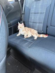 Found/Stray Unknown Cat last seen ord JHS, Milford, OH 45150