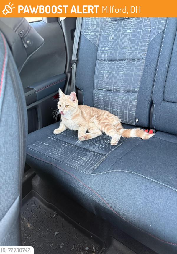 Found/Stray Unknown Cat last seen ord JHS, Milford, OH 45150