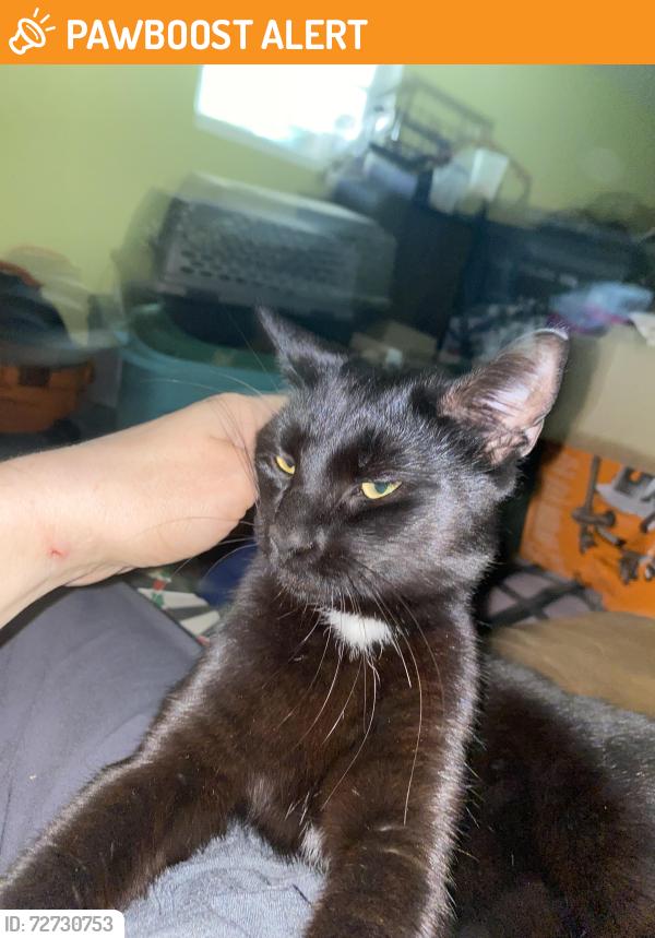 Found/Stray Male Cat last seen Furman university walking trail , Greenville County, SC 29617