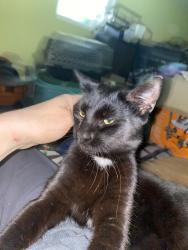 Found/Stray Male Cat last seen Furman university walking trail , Greenville County, SC 29617