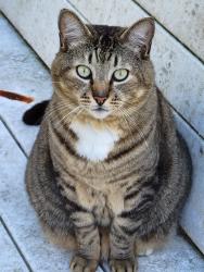 Lost Male Cat last seen Bradley Dr and Melvin Dr , Pace, FL 32571