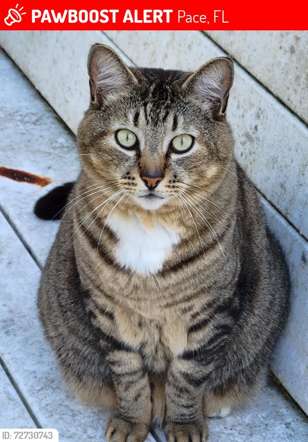 Lost Male Cat last seen Bradley Dr and Melvin Dr , Pace, FL 32571