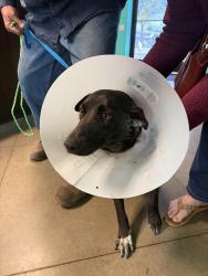 Shelter Stray Female Dog last seen TEXAS ST/ MT.VERNON AVE, BAKERSFIELD, CA, Bakersfield, CA 93307
