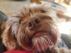 Lost Female Dog last seen Shalimar , Columbia, MO 65202