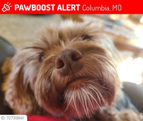 Lost Female Dog last seen Shalimar , Columbia, MO 65202