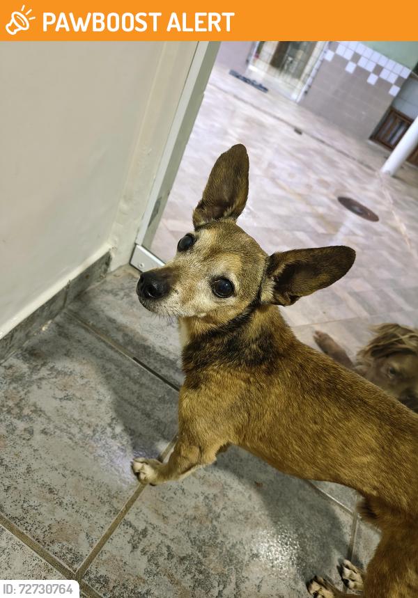 Found/Stray Male Dog last seen Perto do Setor Primavera , Setor de Mansões Taguatinga, DF 