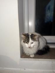 Found/Stray Unknown Cat last seen Ravenscourt rd, Saint Paul's Cray, England BR5