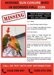 Lost Male Bird last seen Georges hall binalong avenue 2198, Georges Hall, NSW 2198