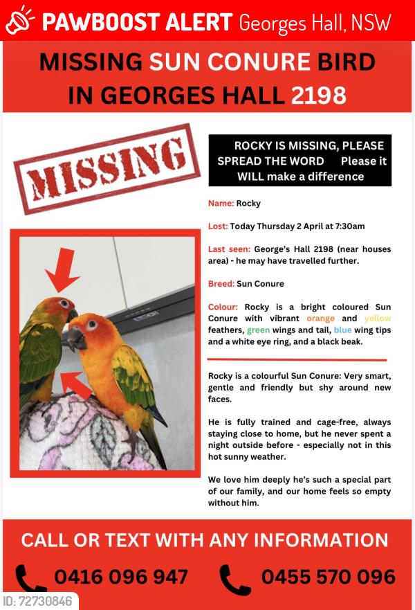 Lost Male Bird last seen Georges hall binalong avenue 2198, Georges Hall, NSW 2198