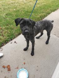 Found/Stray Male Dog last seen 7mile , Detroit, MI 48235