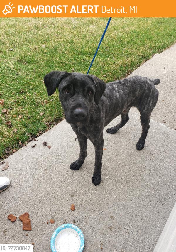 Found/Stray Male Dog last seen 7mile , Detroit, MI 48235