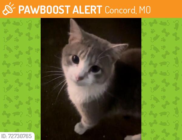 Found/Stray Unknown Cat last seen South Lindbergh and Five Oaks Parkway, Concord, MO 63128