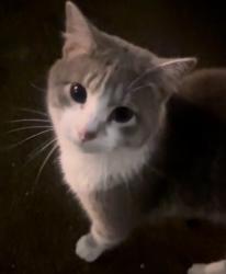 Found/Stray Unknown Cat last seen South Lindbergh and Five Oaks Parkway, Concord, MO 63128