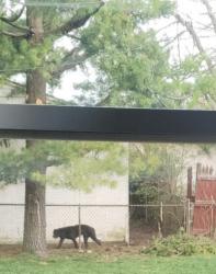 Found/Stray Unknown Dog last seen Between karl rd and hazelwood rd, Columbus, OH 43229