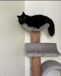 Lost Female Cat last seen Berkshire & Rawlings rd, Port St. Lucie, FL 34952