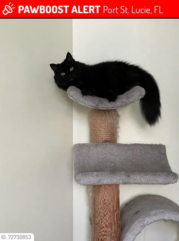 Lost Female Cat last seen Berkshire & Rawlings rd, Port St. Lucie, FL 34952