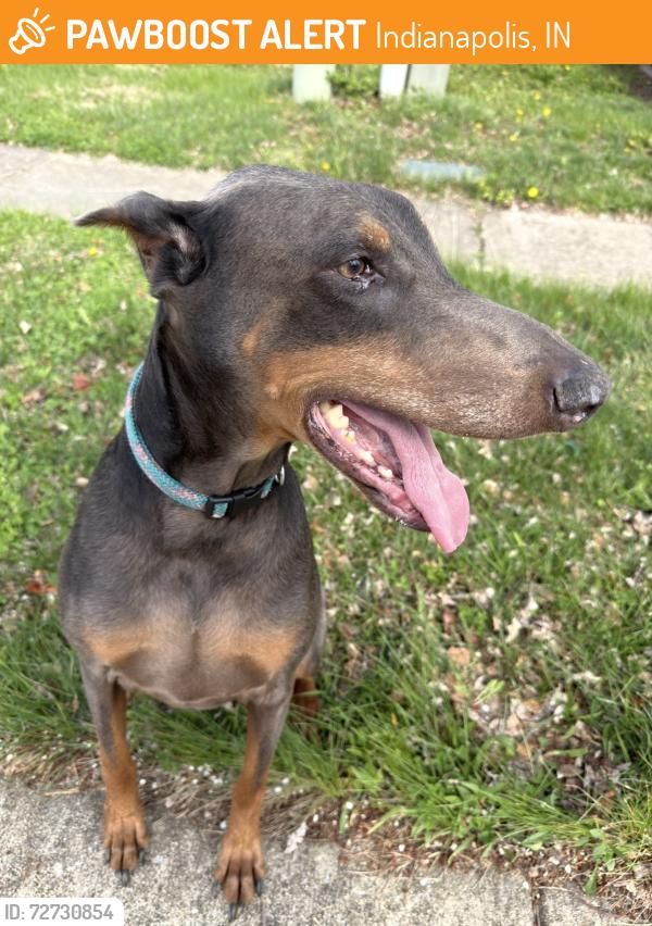 Found/Stray Female Dog last seen 21st and German Church, Rostock Court and Falls Church Drive, Indianapolis, IN 46229