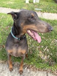 Found/Stray Female Dog last seen 21st and German Church, Rostock Court and Falls Church Drive, Indianapolis, IN 46229