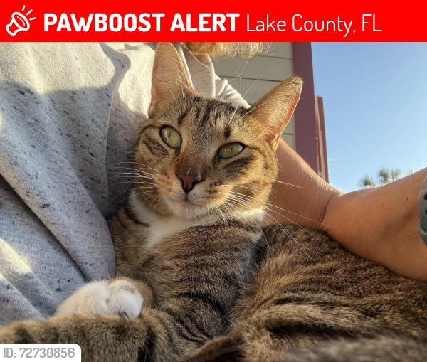 Lost Female Cat last seen E Dewey Robbins Rd & Glory road, Lake County, FL 34737
