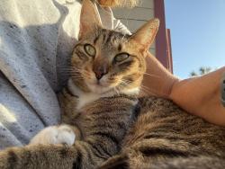 Lost Female Cat last seen E Dewey Robbins Rd & Glory road, Lake County, FL 34737