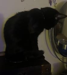 Lost Male Cat last seen Lawyers and Albermale, Charlotte, NC 28227
