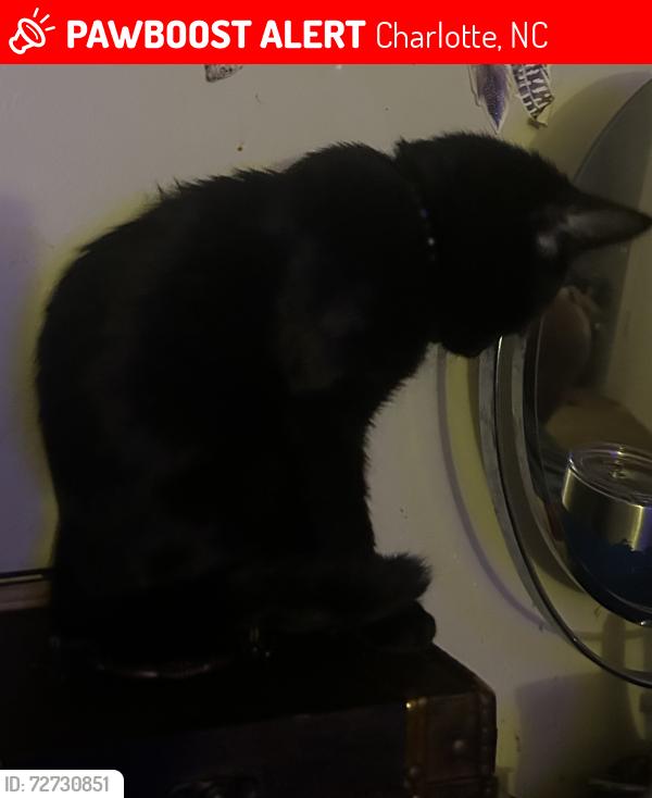Lost Male Cat last seen Lawyers and Albermale, Charlotte, NC 28227